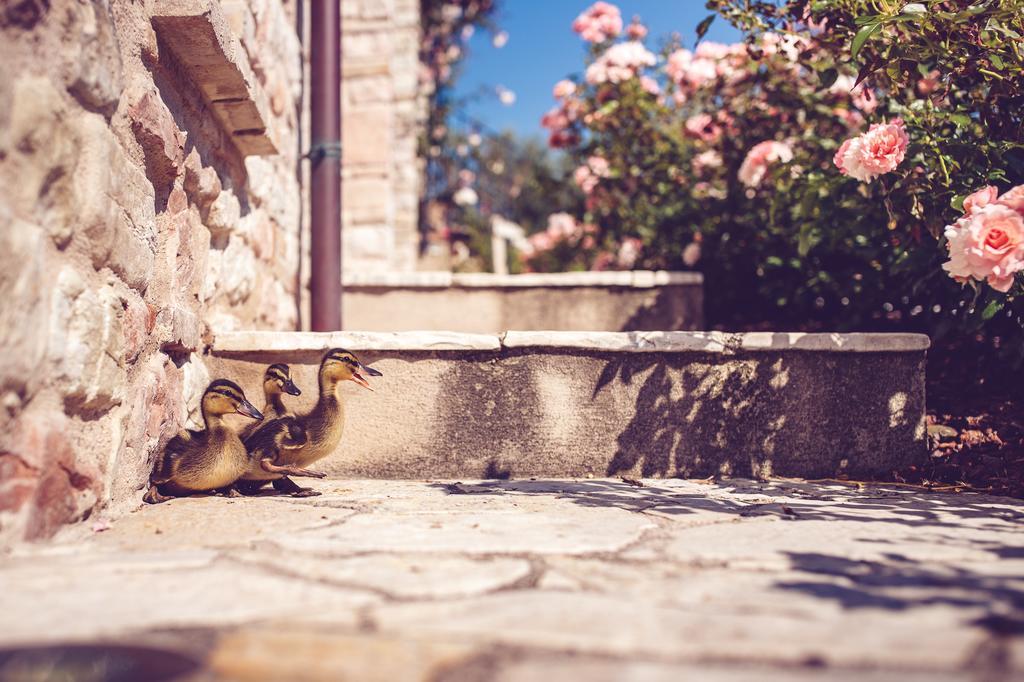 Agriturismo Casal San Sergio فوسومبرون المظهر الخارجي الصورة