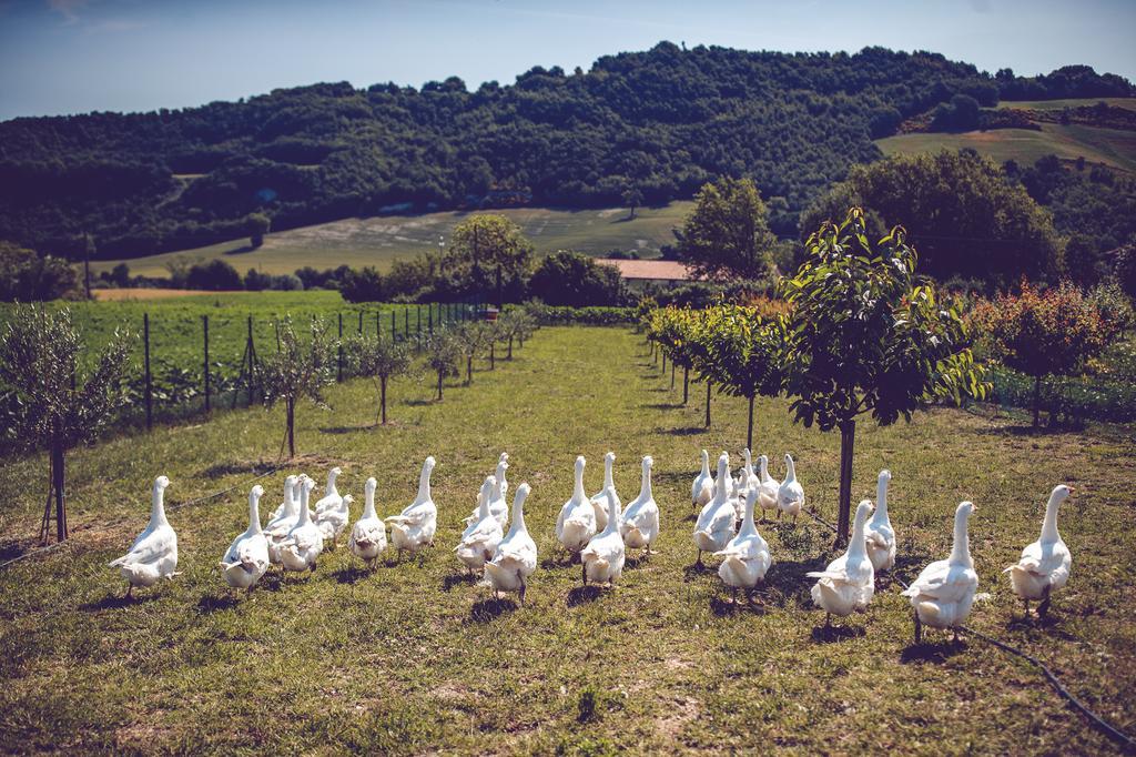 Agriturismo Casal San Sergio فوسومبرون المظهر الخارجي الصورة